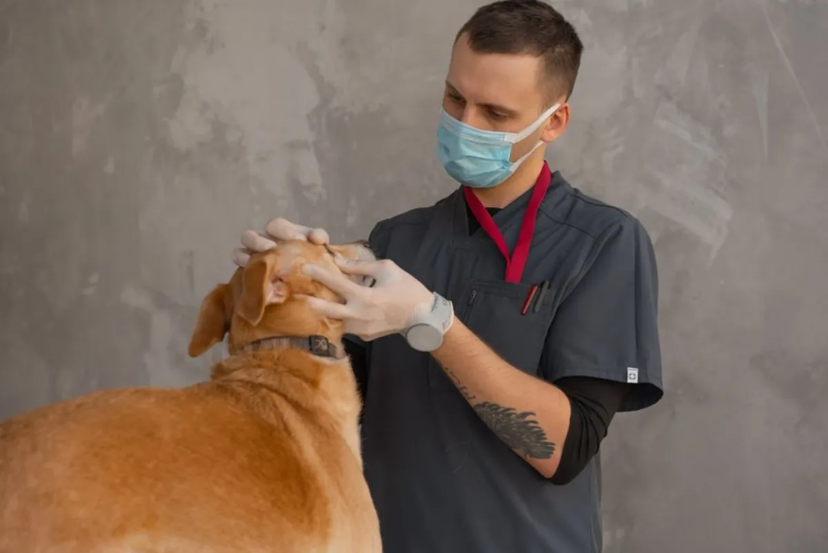 veterinary dog